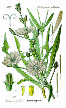 Chicory (cichorium intybus)